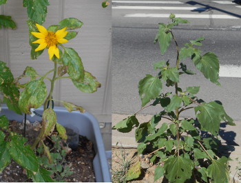 Sunflowers: Compare and Contrast