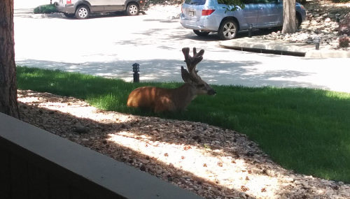 Buck chillin' on the lawn.